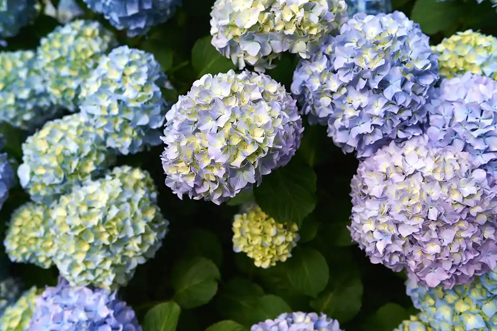 hydrangea bij testimonials